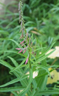 P7111454-1.jpg