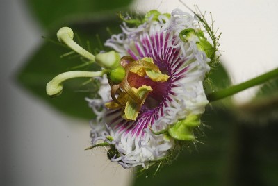 dsc_7478_P_foetida_hispida.jpg