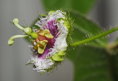 dsc_7477_P_foetida_hispida.jpg