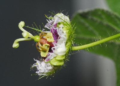 dsc_7476_P_foetida_hispida.jpg