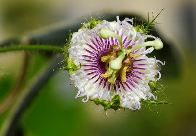 dsc_7475_P_foetida_hispida.jpg