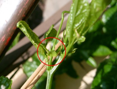 P. edulis f. edulis.JPG