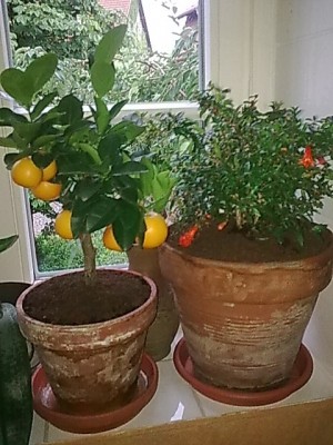 ..Mandarinchen.JPG