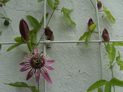 Passi x violacea 12.7.11 (1).JPG