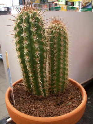 Kakteen 002.jpg