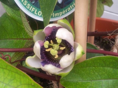 Passi Imperatrice Eugene-Blüte fast offen.jpg