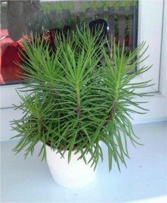 Senecio.jpg