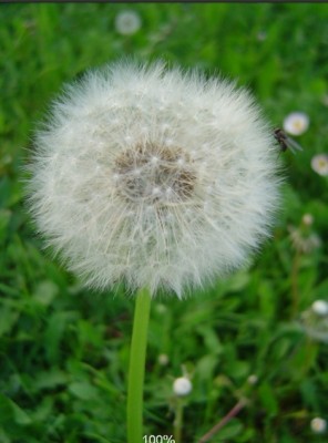 Pusteblume.jpg
