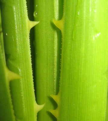 Bild green24 143.jpg