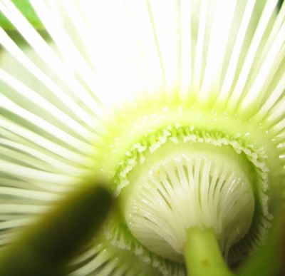 Bild green24 145.jpg