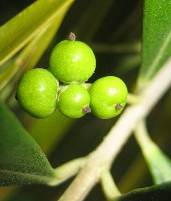 Bild green24 138.jpg
