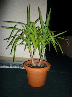 Yucca 1A - 2011.07 - 87cmz.JPG