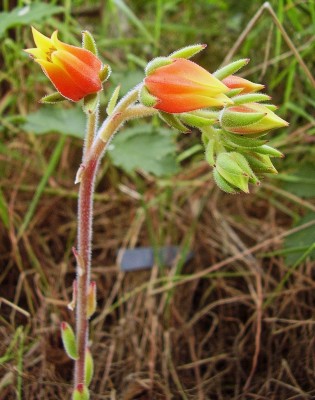 Echeveria ´Set-Oliver´ 2010-261 (4).jpg