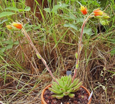 Echeveria ´Set-Oliver´ 2010-261 (3).jpg