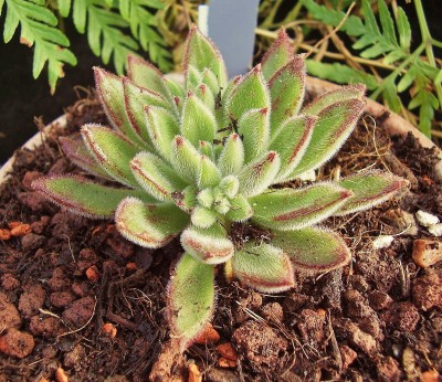 Echeveria ´Set-Oliver´ 2010-261 (2).jpg