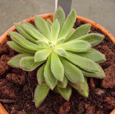 Echeveria ´Set-Oliver´ 2010-261 (1).jpg