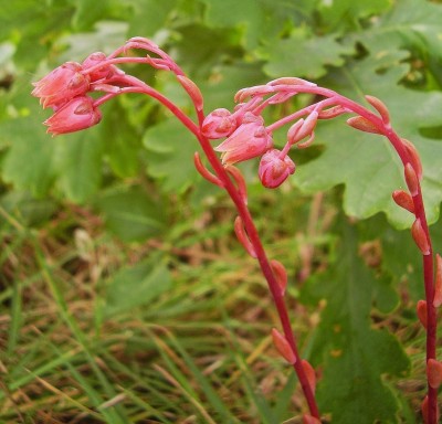 Echeveria 2009-274 (9).jpg