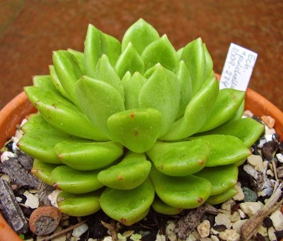 Echeveria 2009-274 (6).jpg
