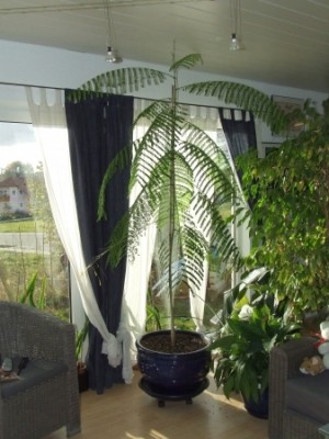 flambo an der decke.jpg