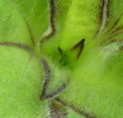 P1010987 - Kopie.jpg