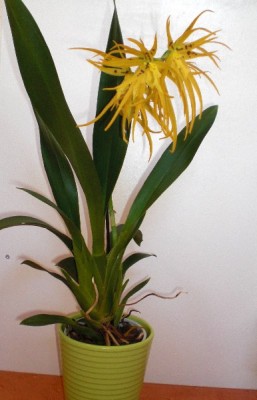 ganze Brassada_klein.jpg