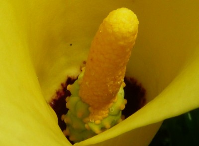 Makro Calla Black eyed  beauty.JPG