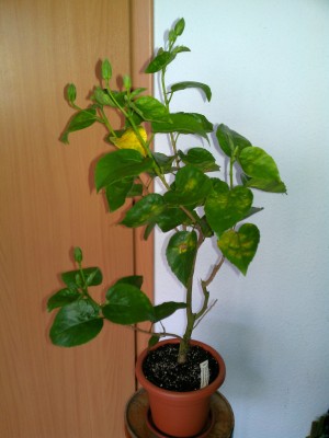 IMAG0052.jpg