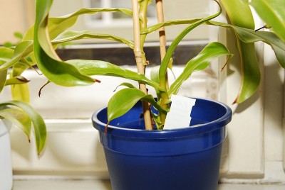dsc_3888_Nepenthes_Nachwuchs.jpg