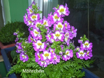 100_2402 Kopie.jpg