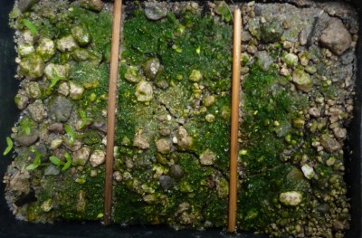 Rhipsalis Keimlinge v. Wollschweber.JPG