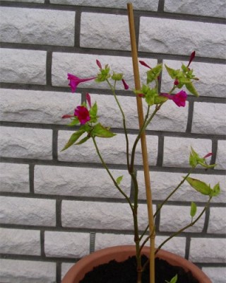 Wunderblume.jpg