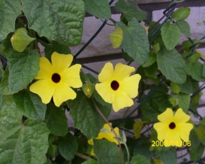 Susanne Blüten.JPG