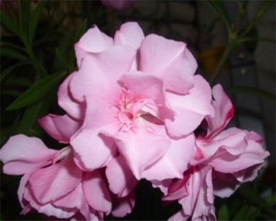 Oleander Blüte.jpg