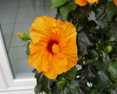 Hibiskus Blüte Orange.jpg