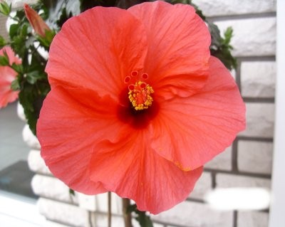 Hibiskus Blüte 2.JPG