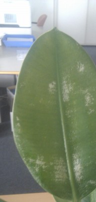 IMAG0530.jpg