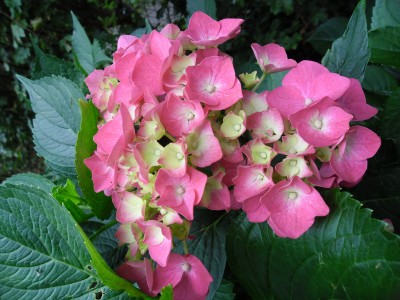 Hortensie.jpg