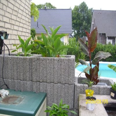 Cannas 2.JPG