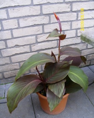Canna 7.jpg