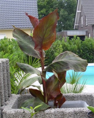 Canna 5.jpg