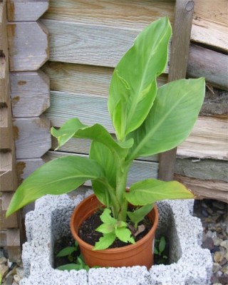 Canna 4.jpg