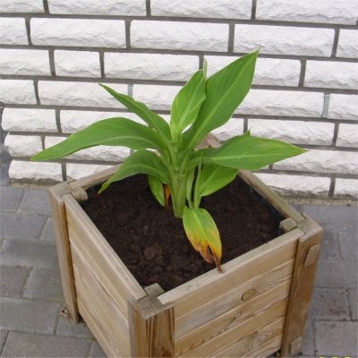 Canna 3.jpg
