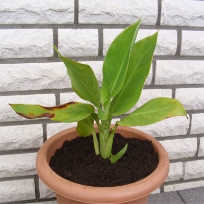 Canna 2.jpg
