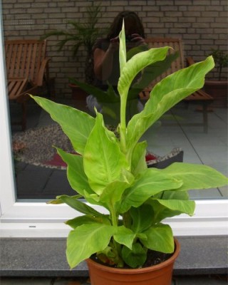 Canna.jpg
