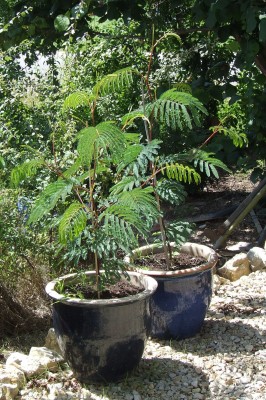 DSCF4951.jpg