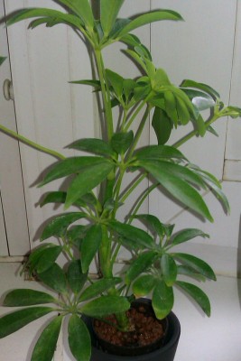 IMAG0048-1-1.jpg