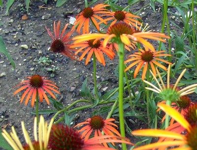 Echinacea_purpurea_Arts_Pridek3219.jpg