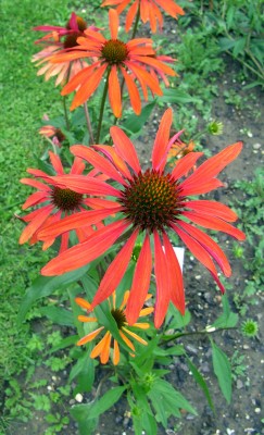 Echinacea_purpurea_Summer_Sun3212k.jpg