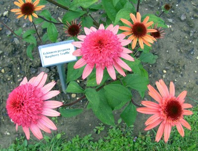 Echinacea_purpurea_Raspberry_Truffle3215k.jpg