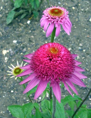 Echinacea3207.jpg